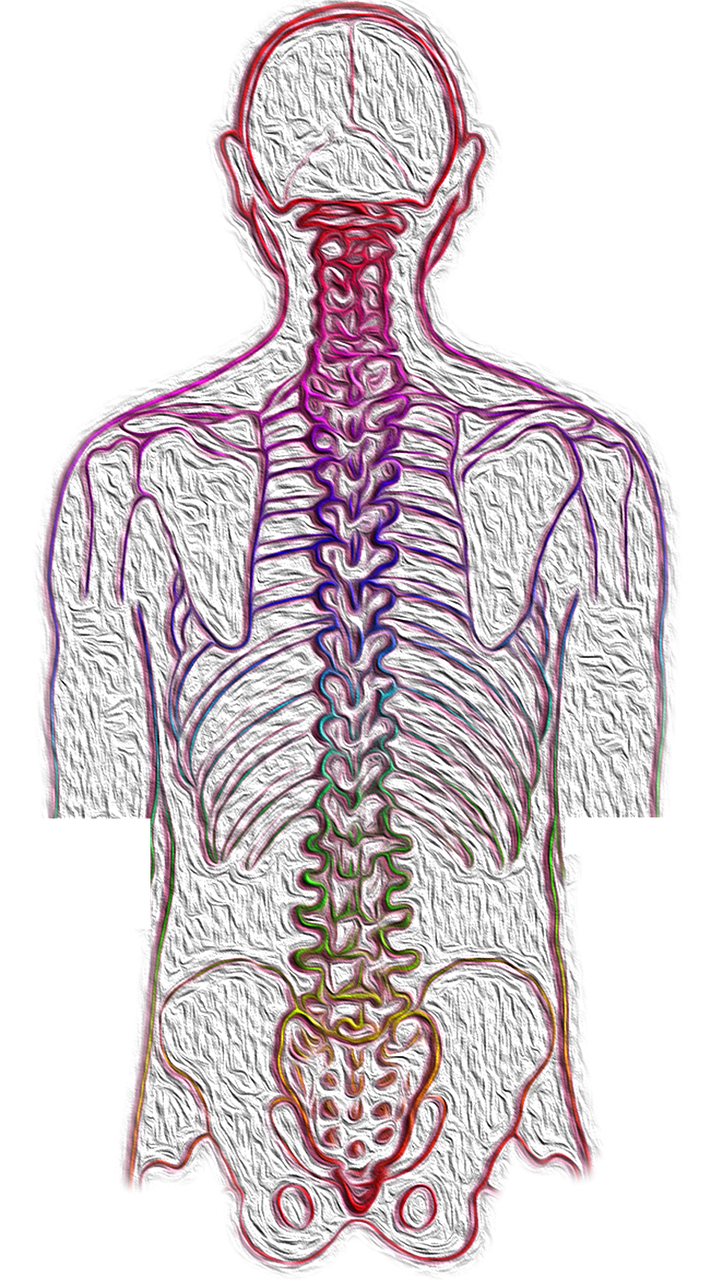 spine  backache  spinal free photo