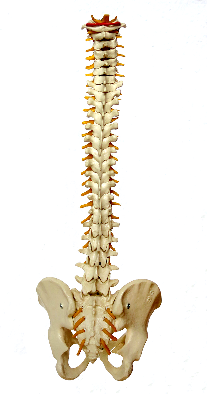 spine backbone vertebrae free photo