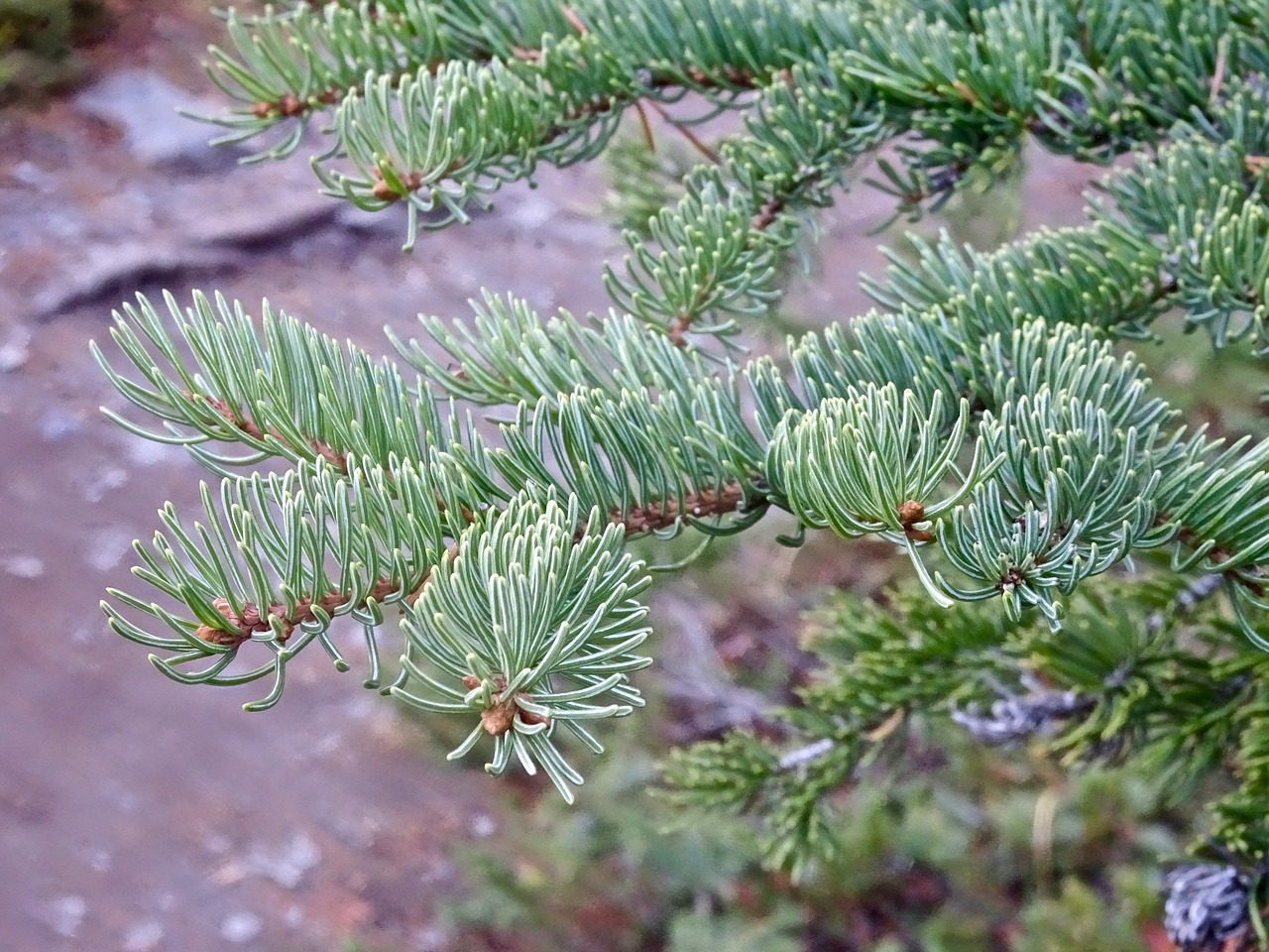 spines pine branch free photo