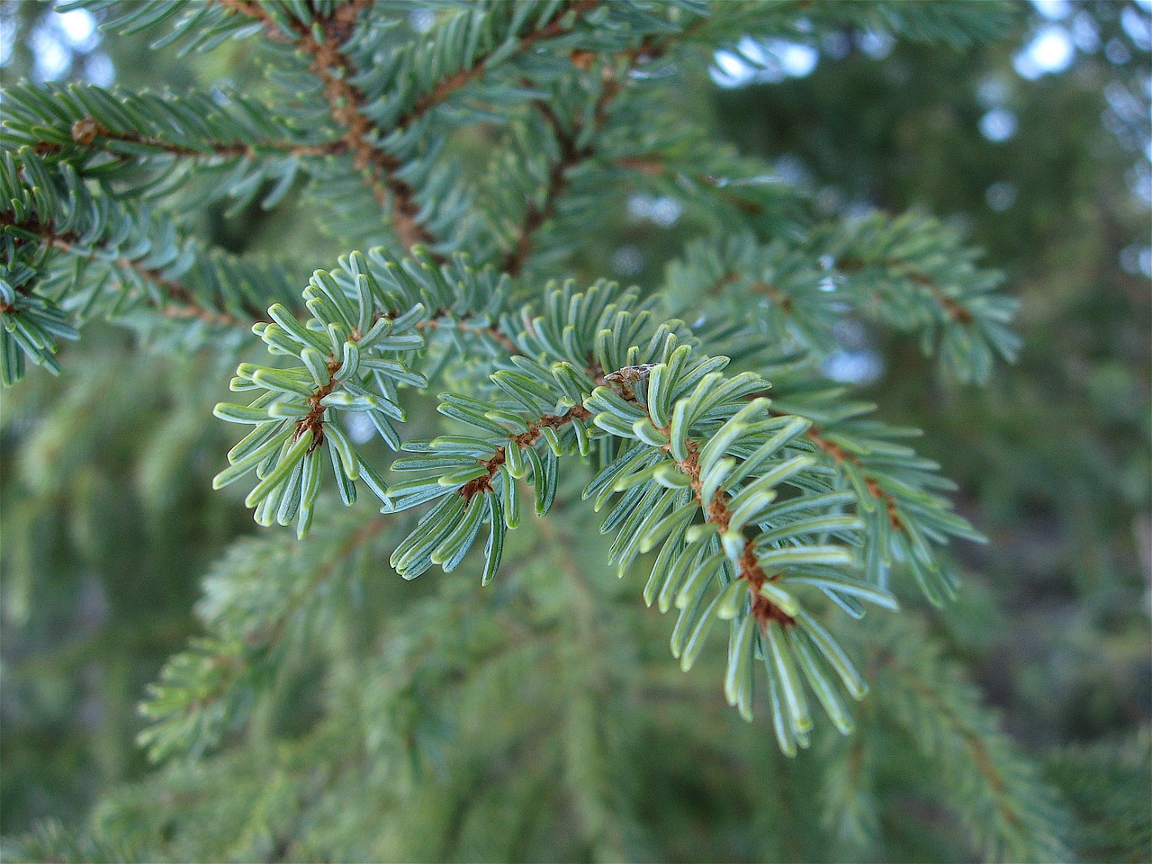 spinet points forest free photo