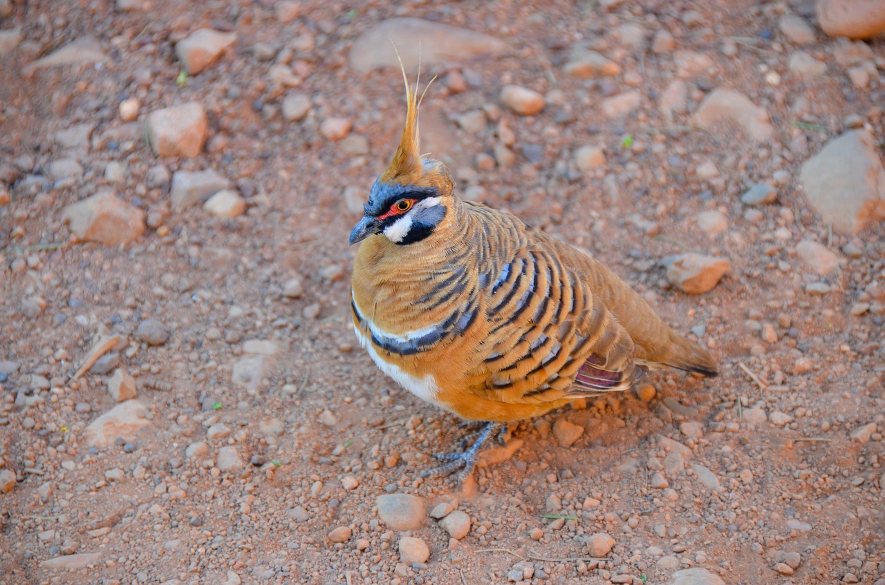 spinifex pigeon  geophaps plumifera  plumed-pigeon free photo