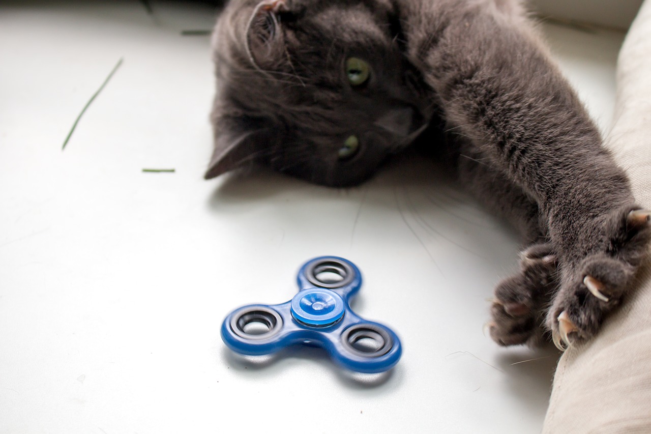 spinner cat toy free photo