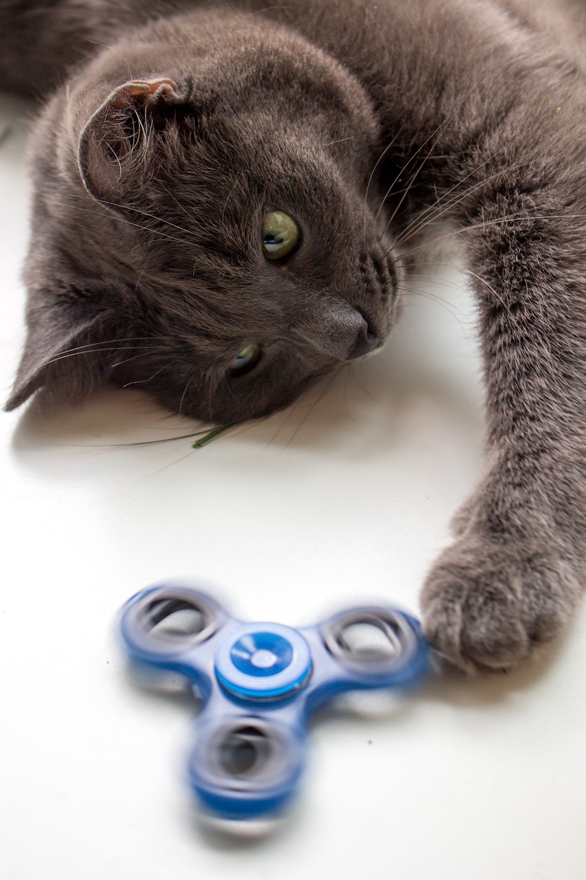 spinner cat toy free photo