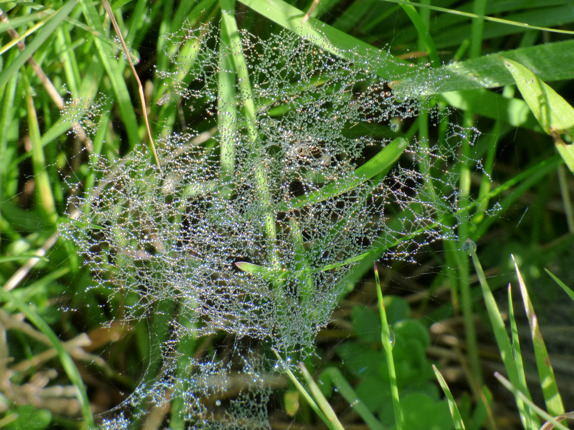spider web morning dew free photo