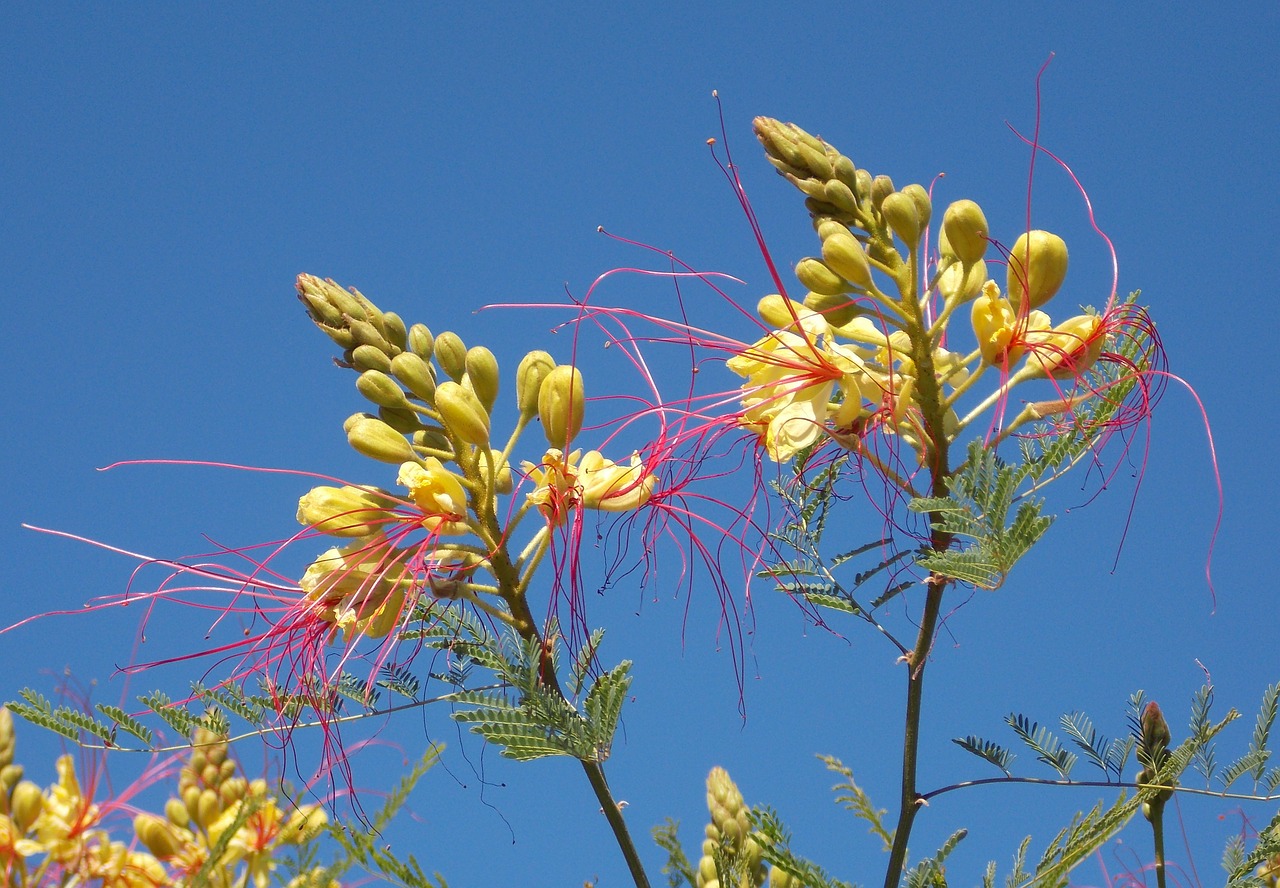 spinning flowers flowers exotic free photo