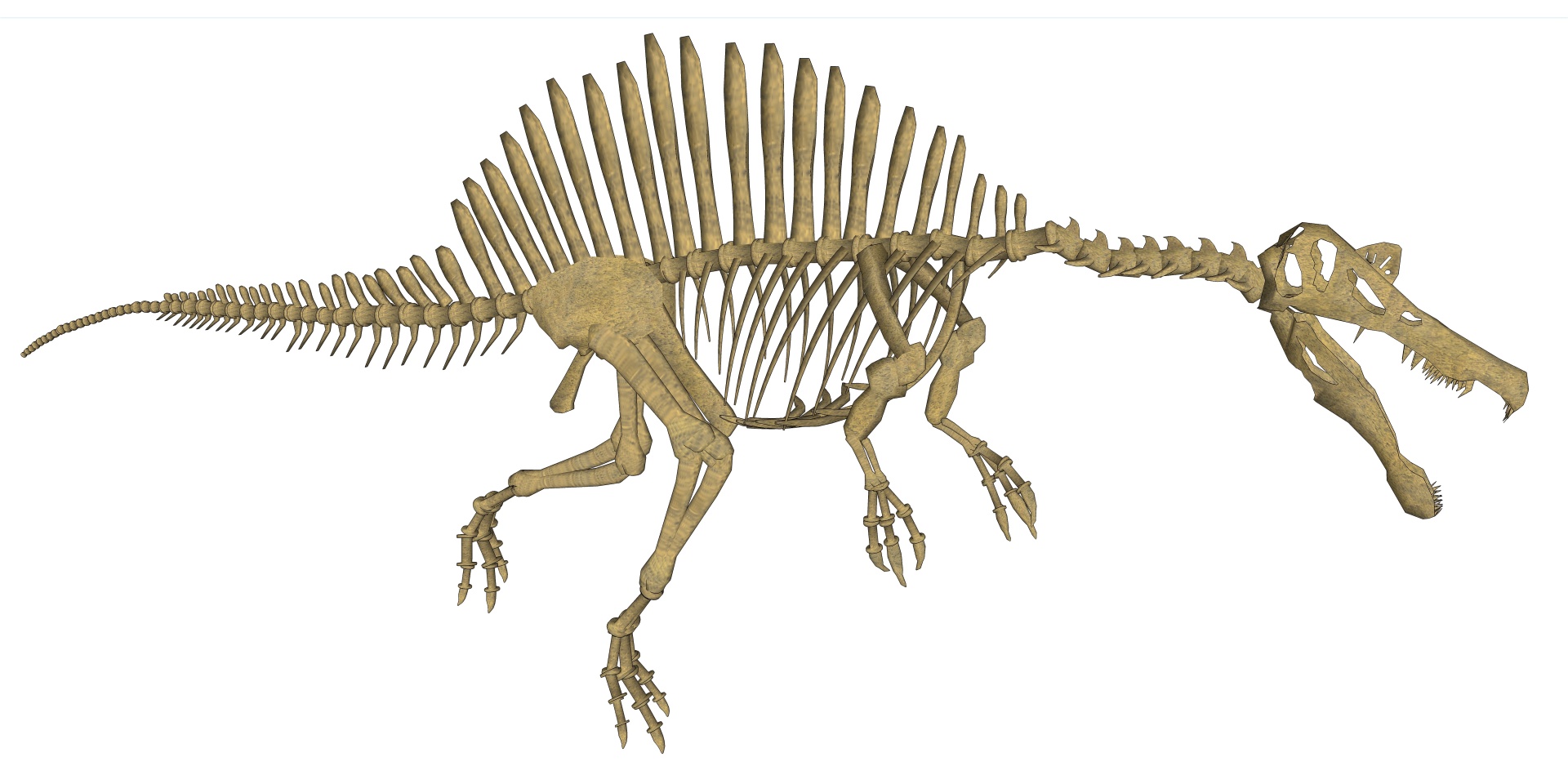 spinosaurus skeleton reconstruction free photo