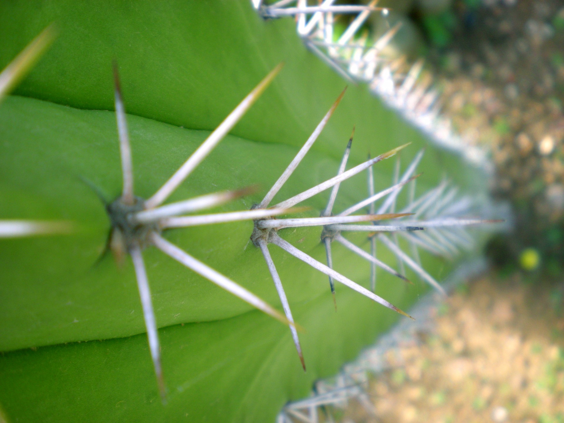 spiny cactus thorns free photo
