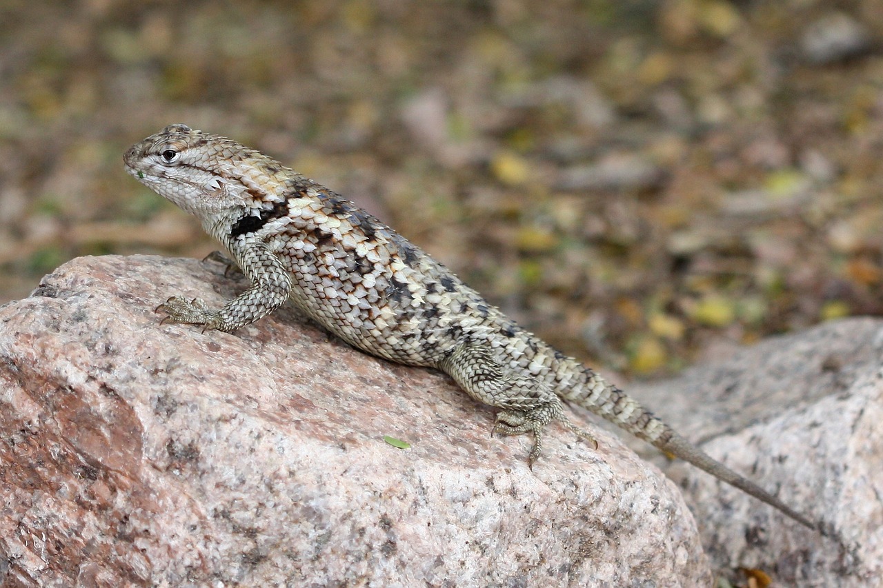 spiny lizard twin-spotted sceloporus magister free photo