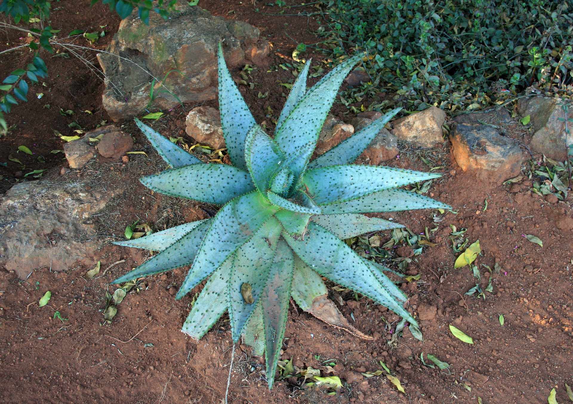 succulent radiating spines free photo