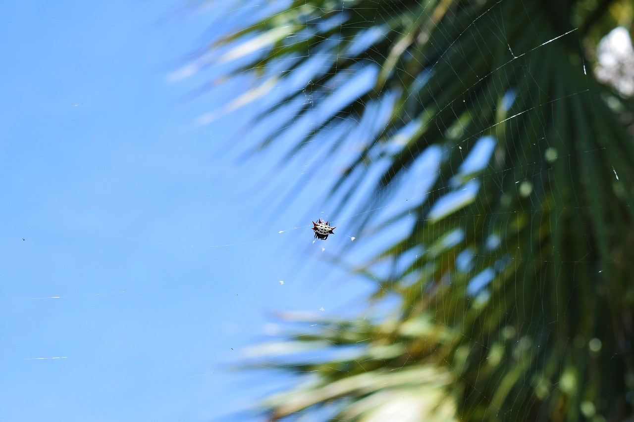 spinybacked orbweaver  spider  florida free photo