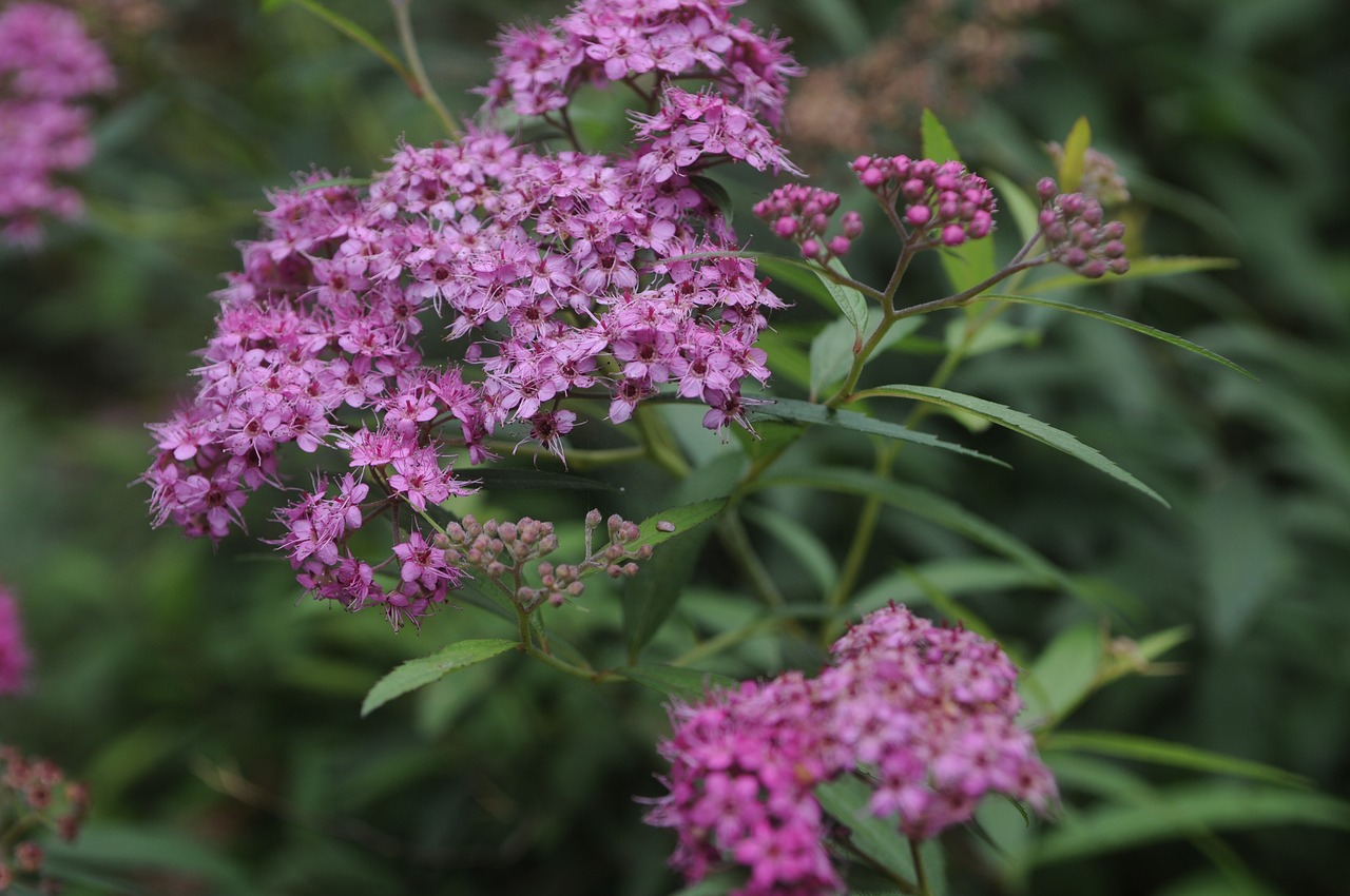 spiraea natural plant free photo