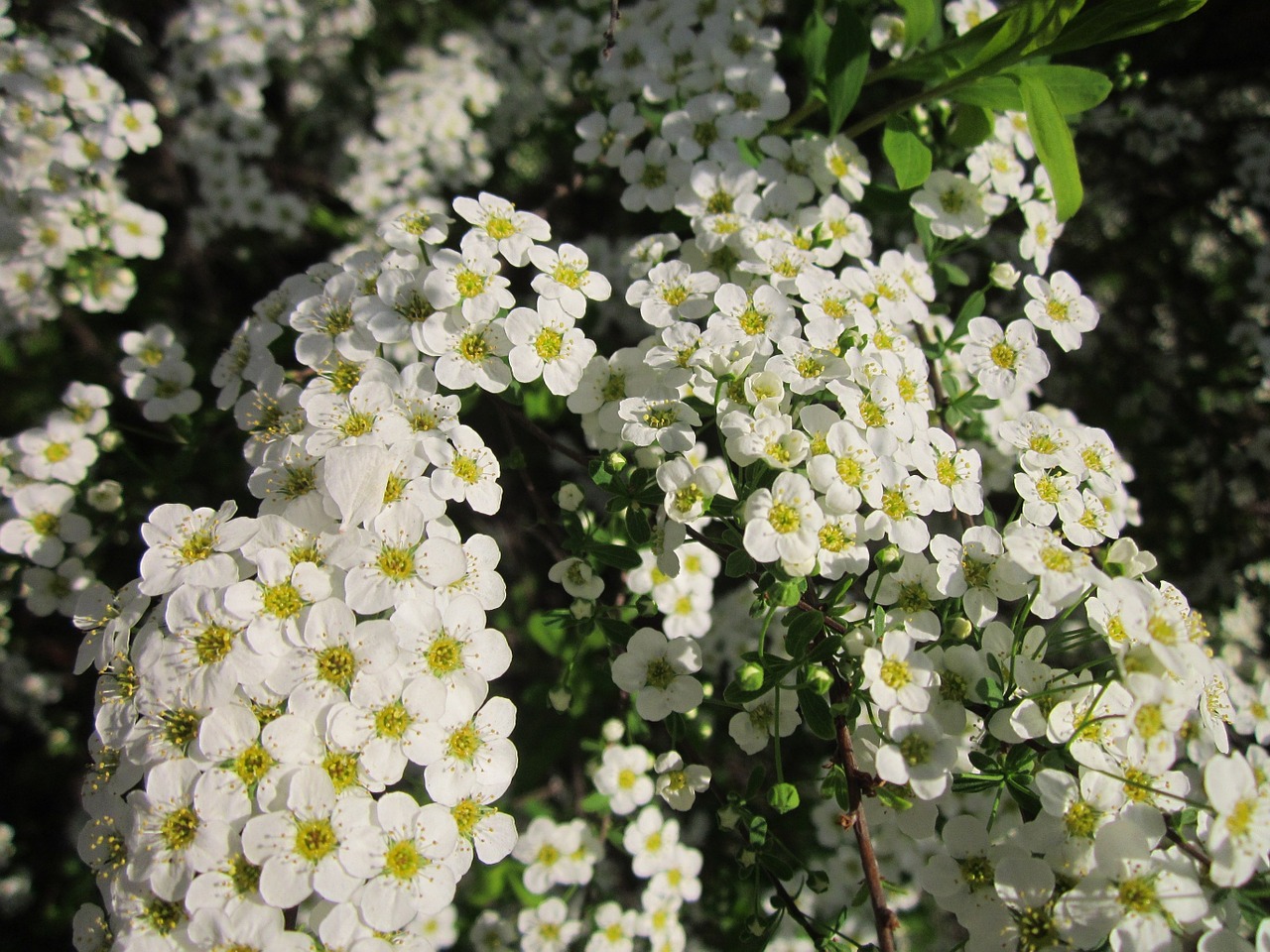 spiraea shrub blooming free photo