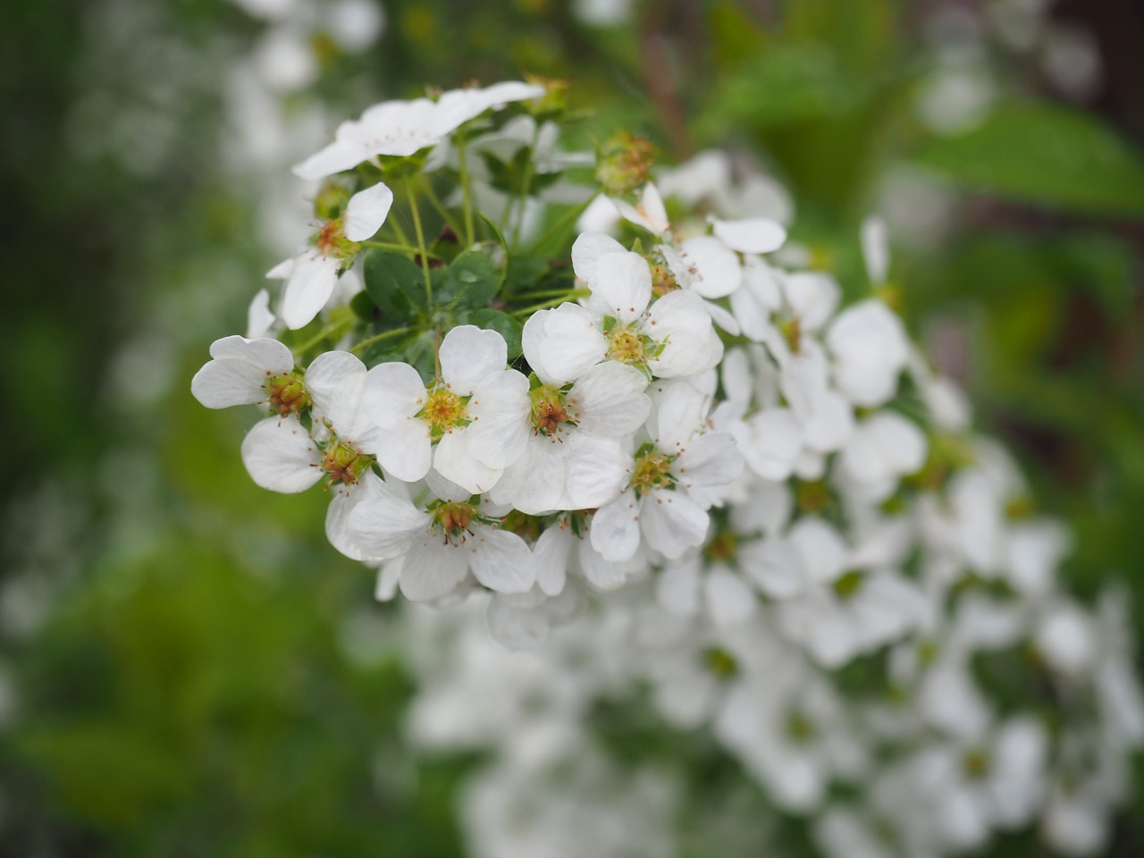 spiraea thunbergii flowers plant free photo