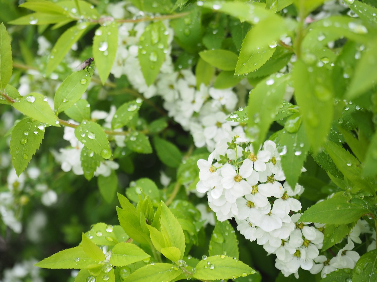 spiraea thunbergii flowers leaf free photo