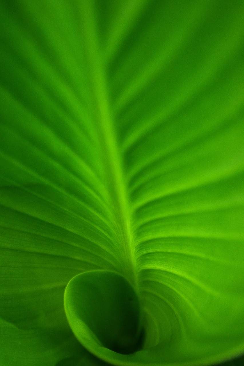 spiral spiral leaf green free photo