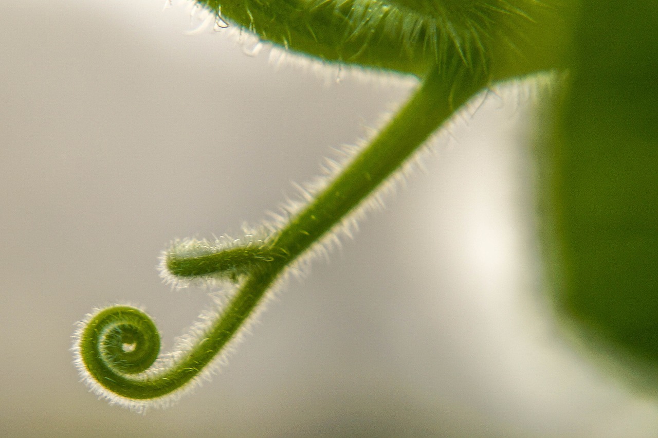 spiral nature green free photo