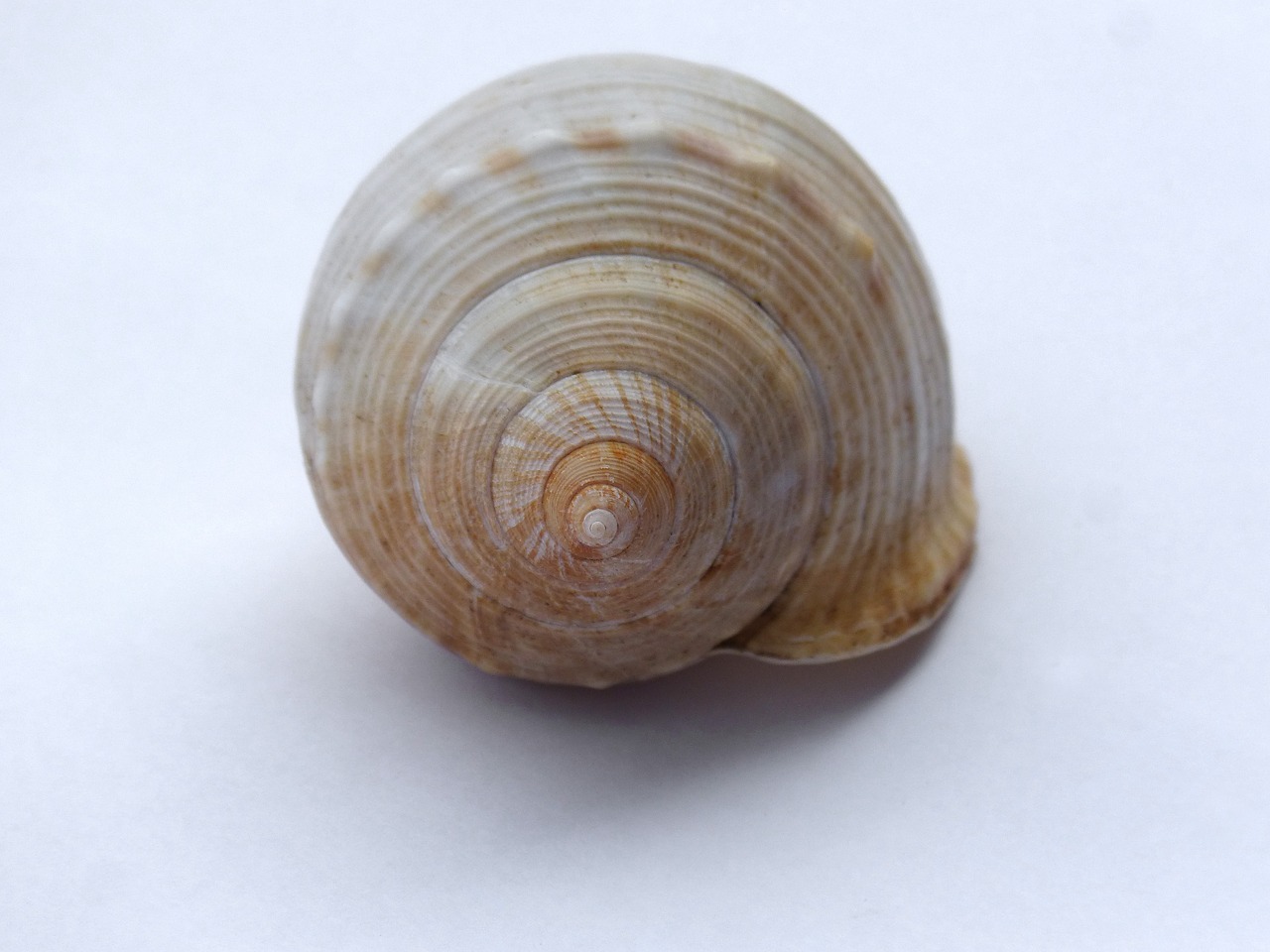 spiral  exoskeleton  shell free photo