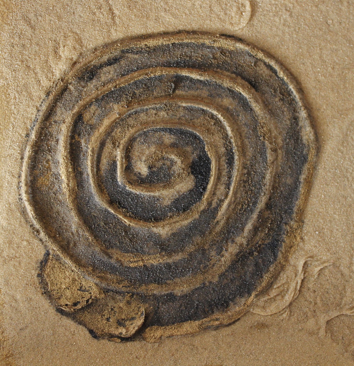 spiral art snail free photo