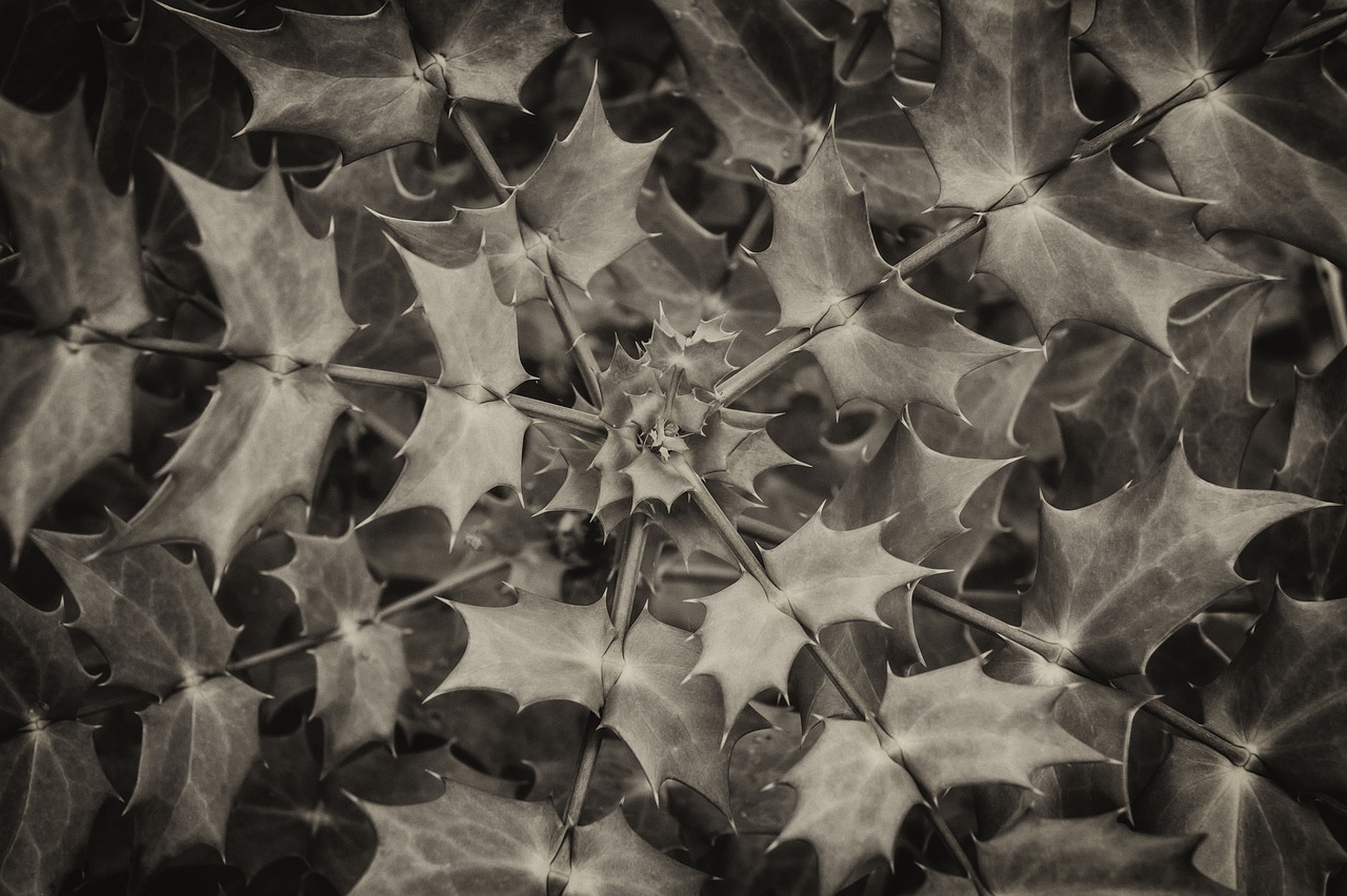 spiral leaves shrub spiky leaves free photo
