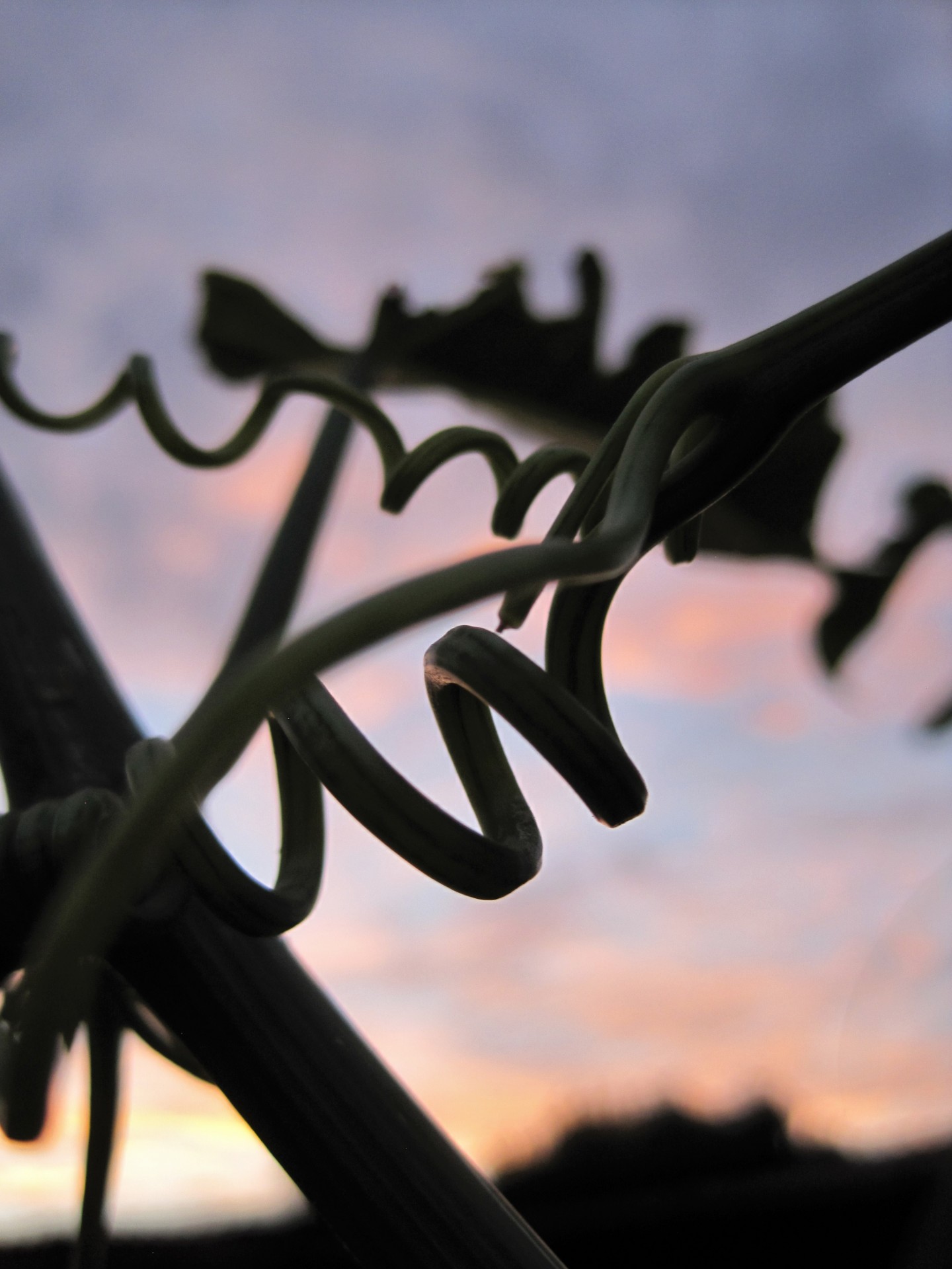 climber squash tendrils free photo