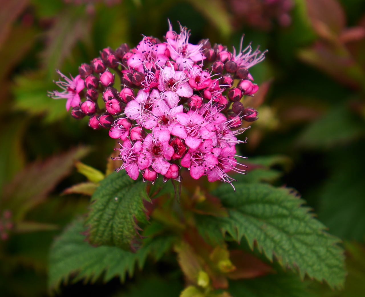 spirea  pink  garden free photo