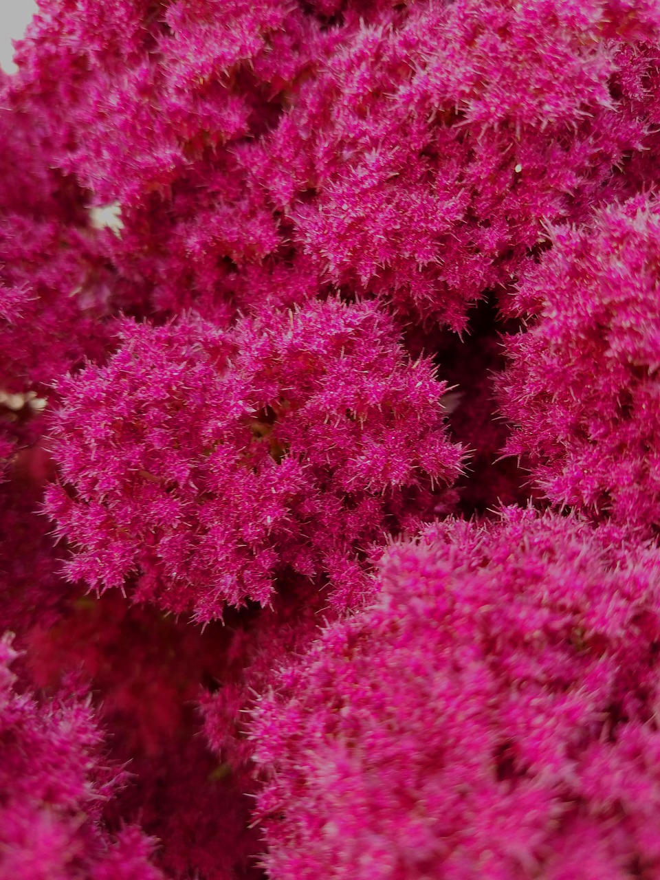 spirea  astilbe  pink fluffy flower free photo