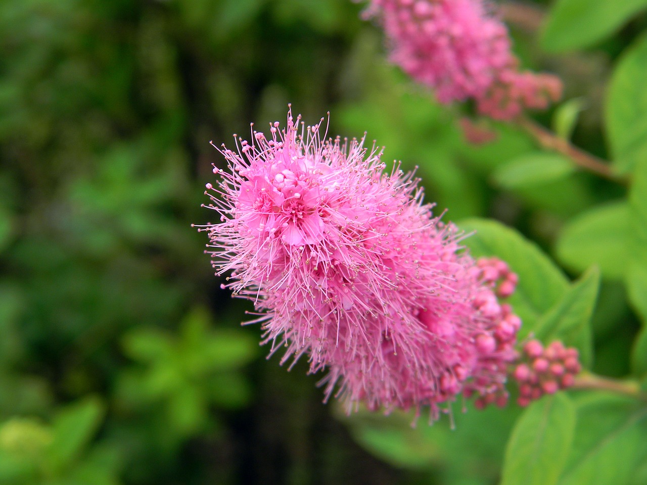 spirea bush pink flowers free photo