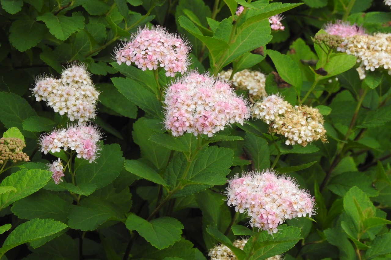 spirea japonica  ornamental shrub  garden free photo