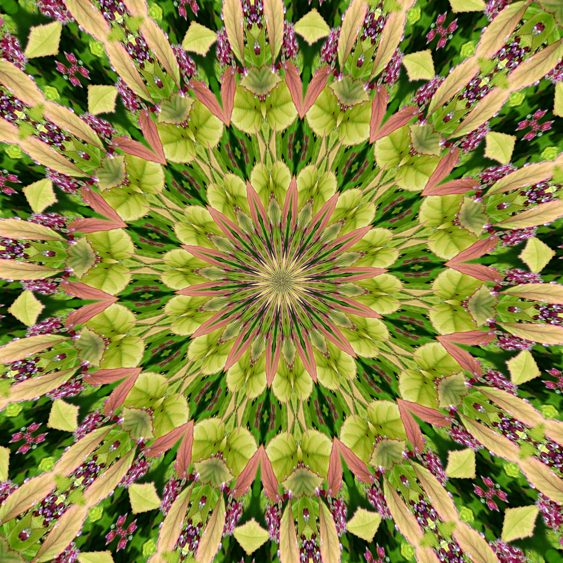 spirea flower pattern free photo