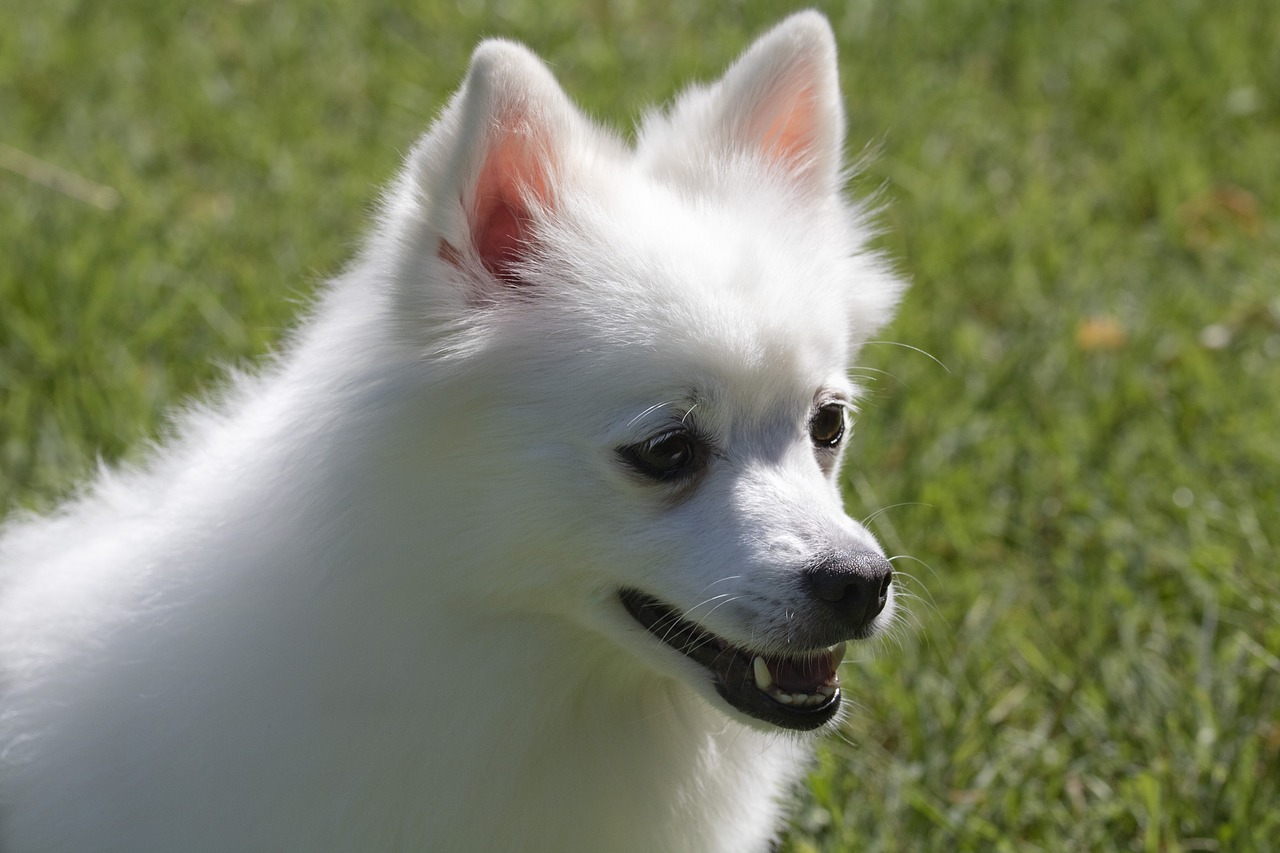 spitz  pets  dog free photo