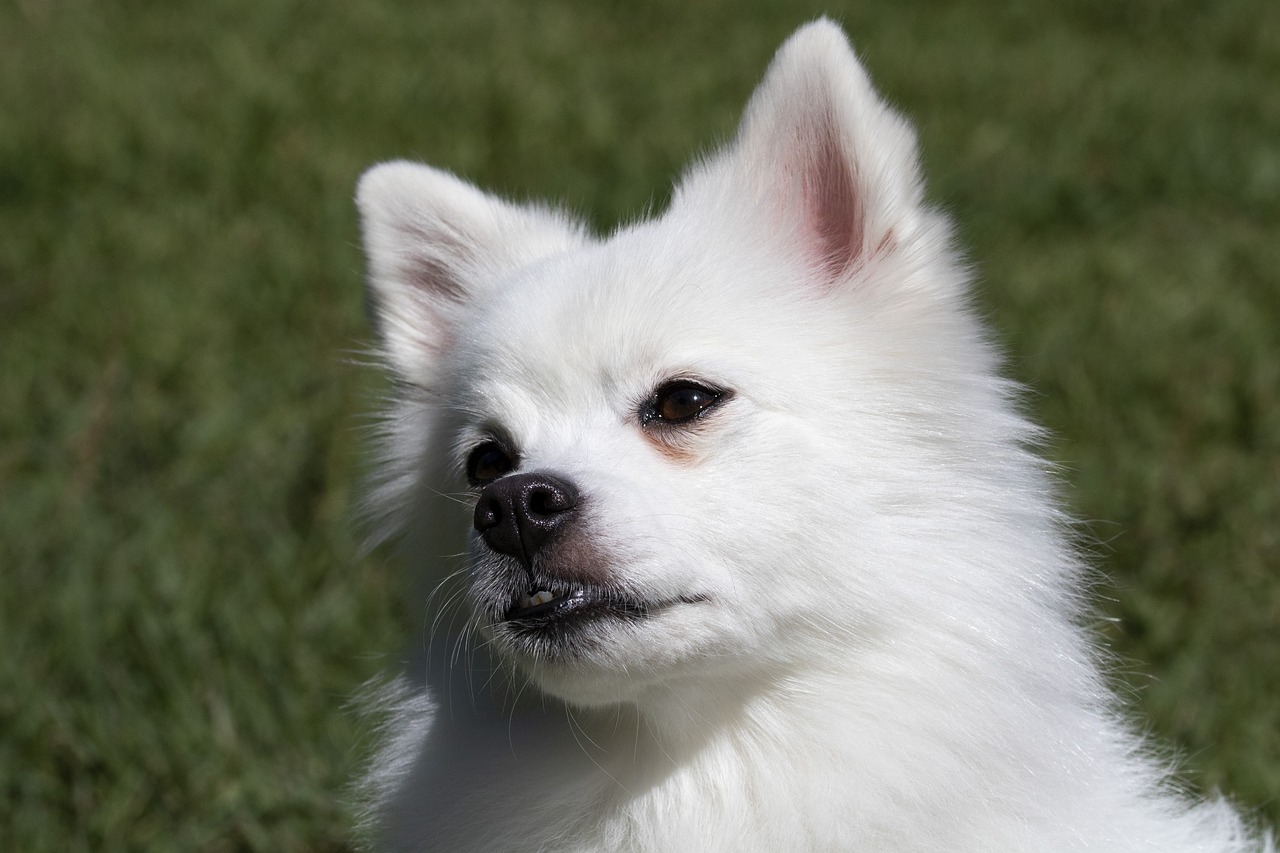 spitz  canine companion  pets free photo