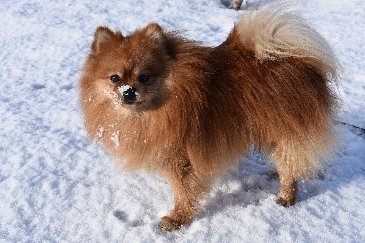 spitz  dog  winter free photo