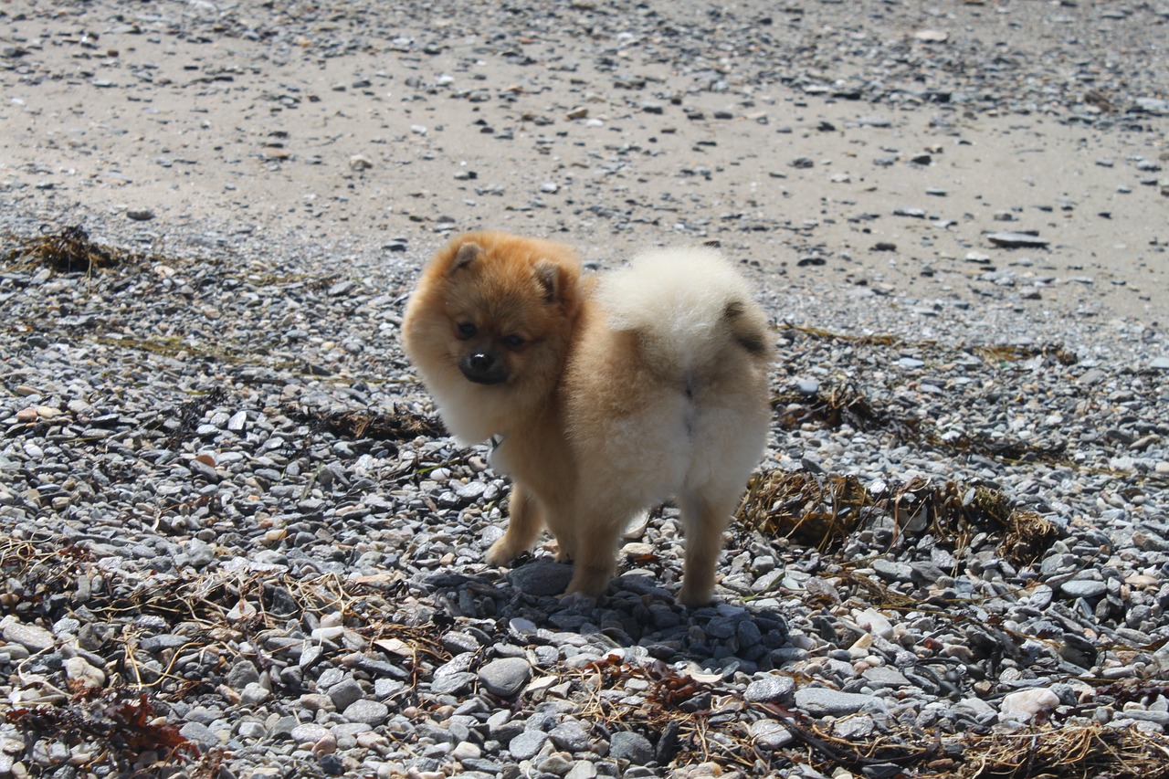 animals spitz miniature pomeranian free photo