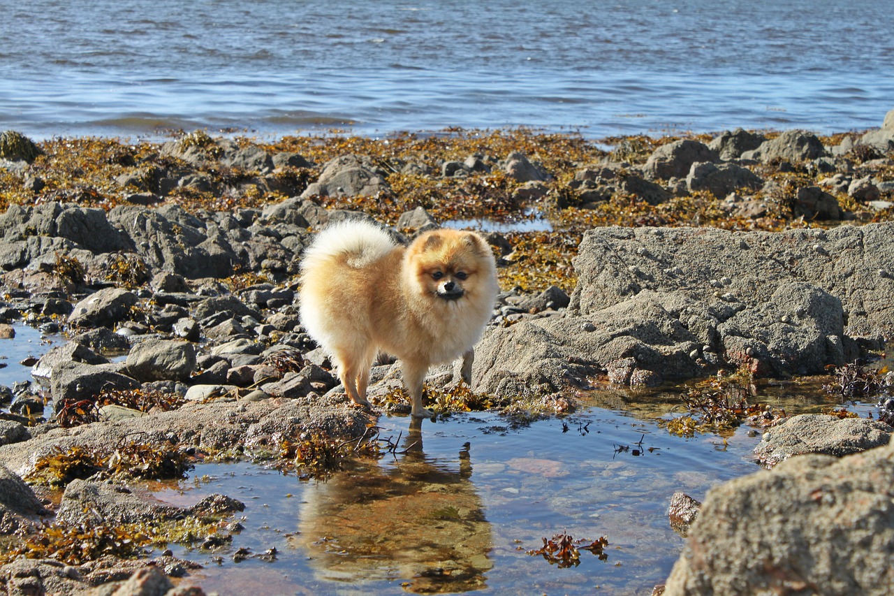 spitz miniature pure-breed dog a friend of man free photo