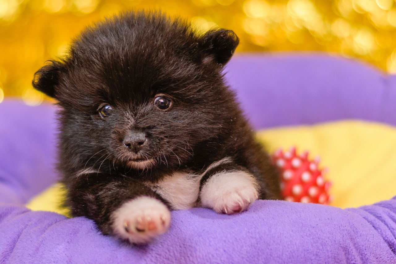spitz puppies puppies dogs free photo