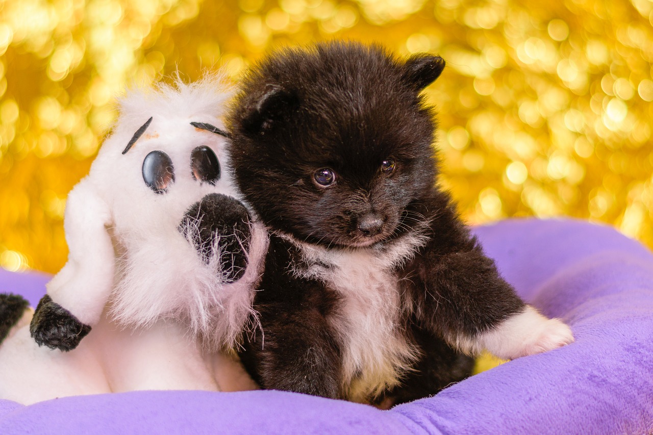 spitz puppies puppies dogs free photo