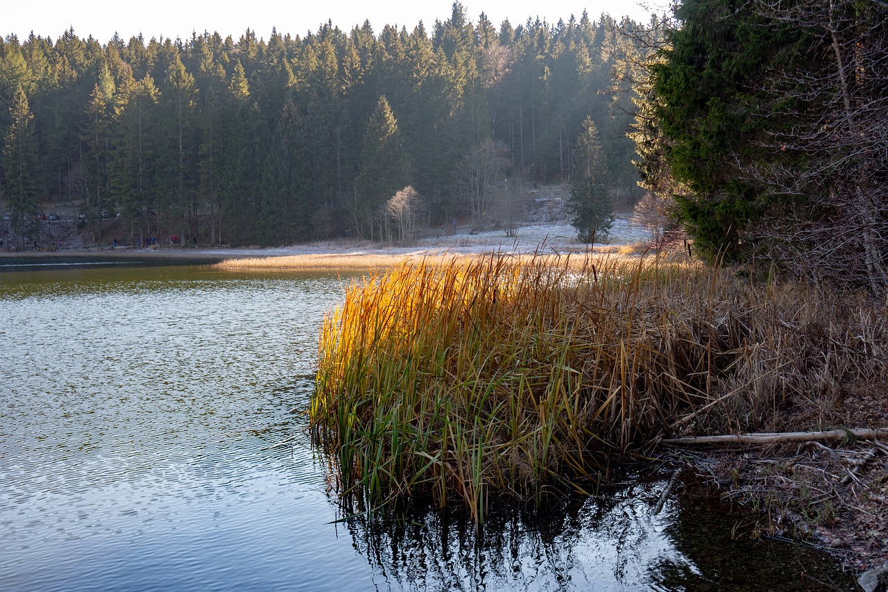 spitzingsee  lake  autumn free photo