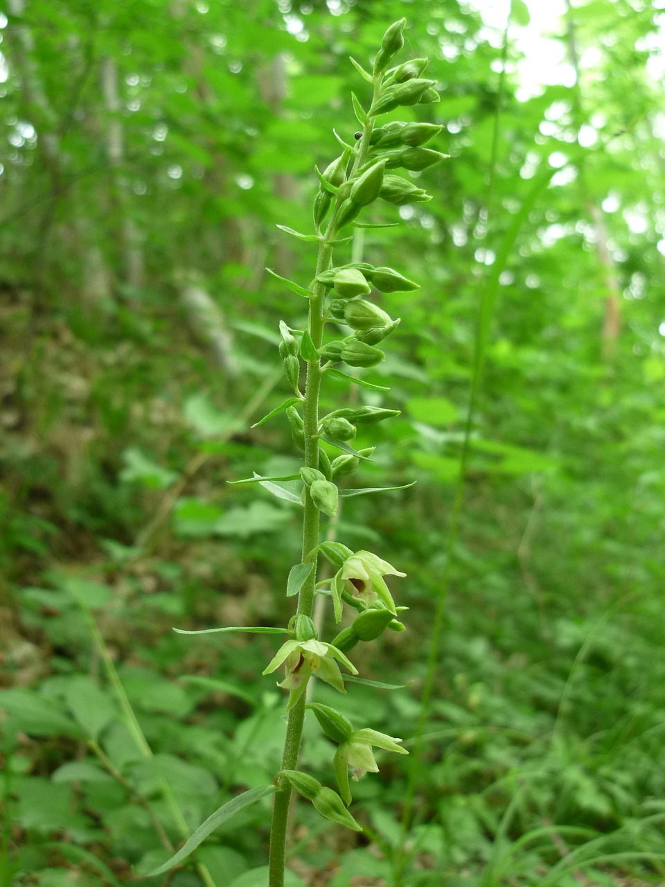 spitzlippige helleborine german orchid tiny flowers free photo