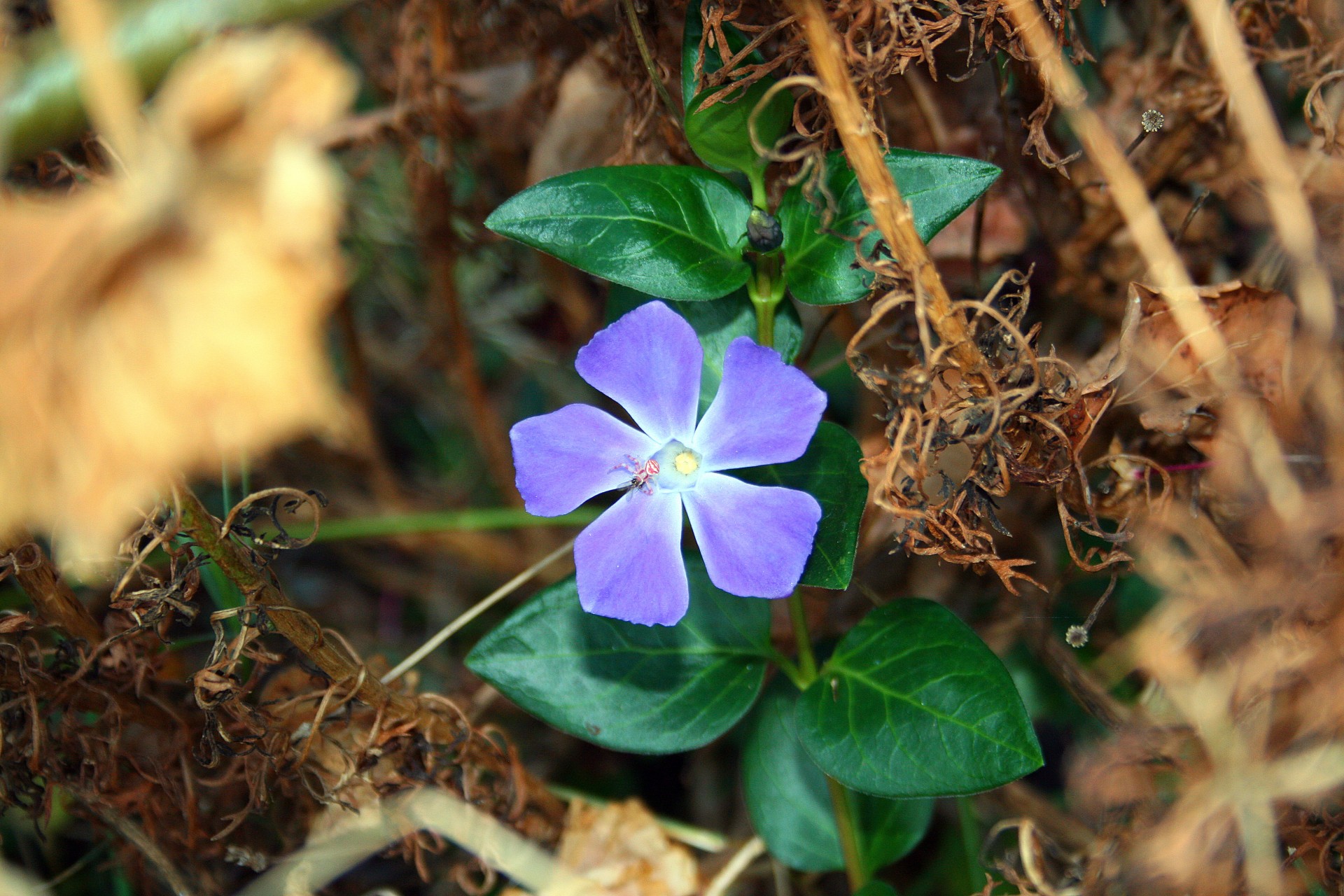 flower purple simple free photo