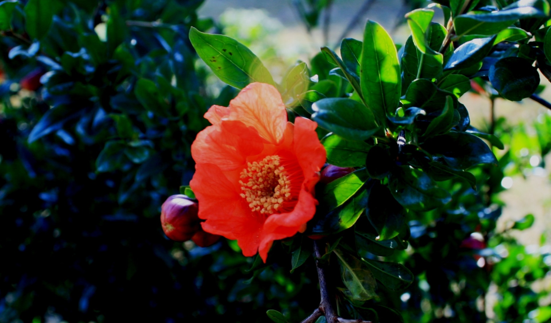 flower pomegranate orange free photo