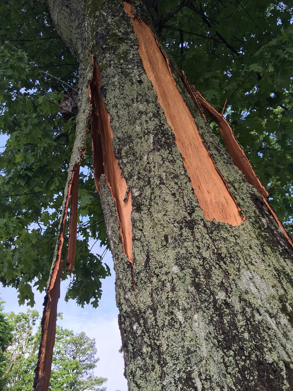 splinter tree crack free photo