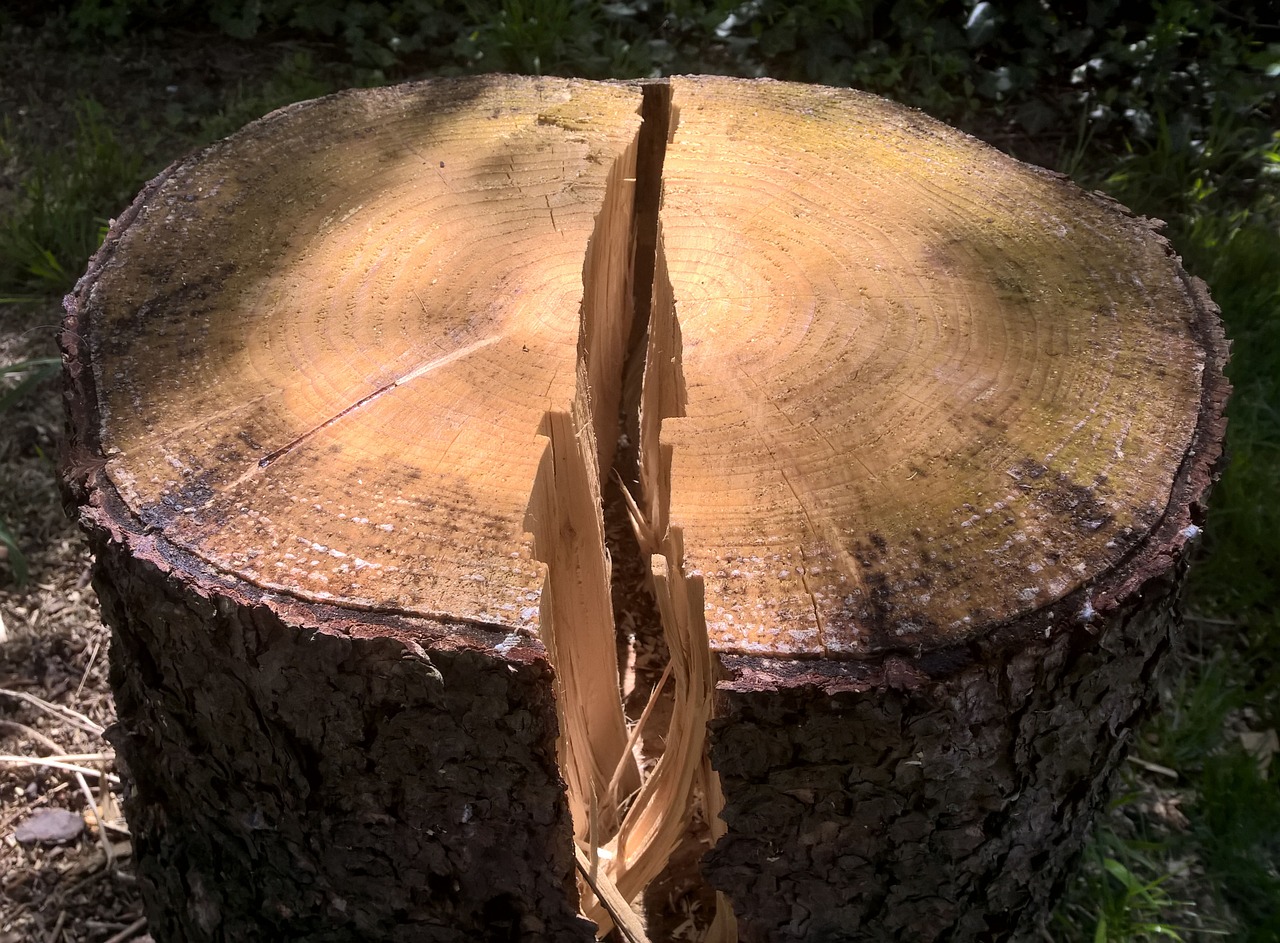 split wood tree free photo