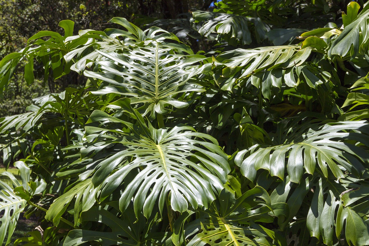 split leaf philodendron free photo