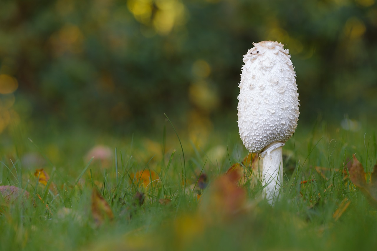 sponge grass macro free photo