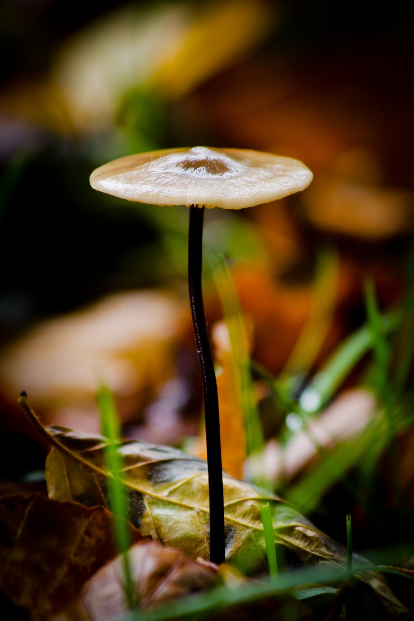 sponge forest floor autumn free photo