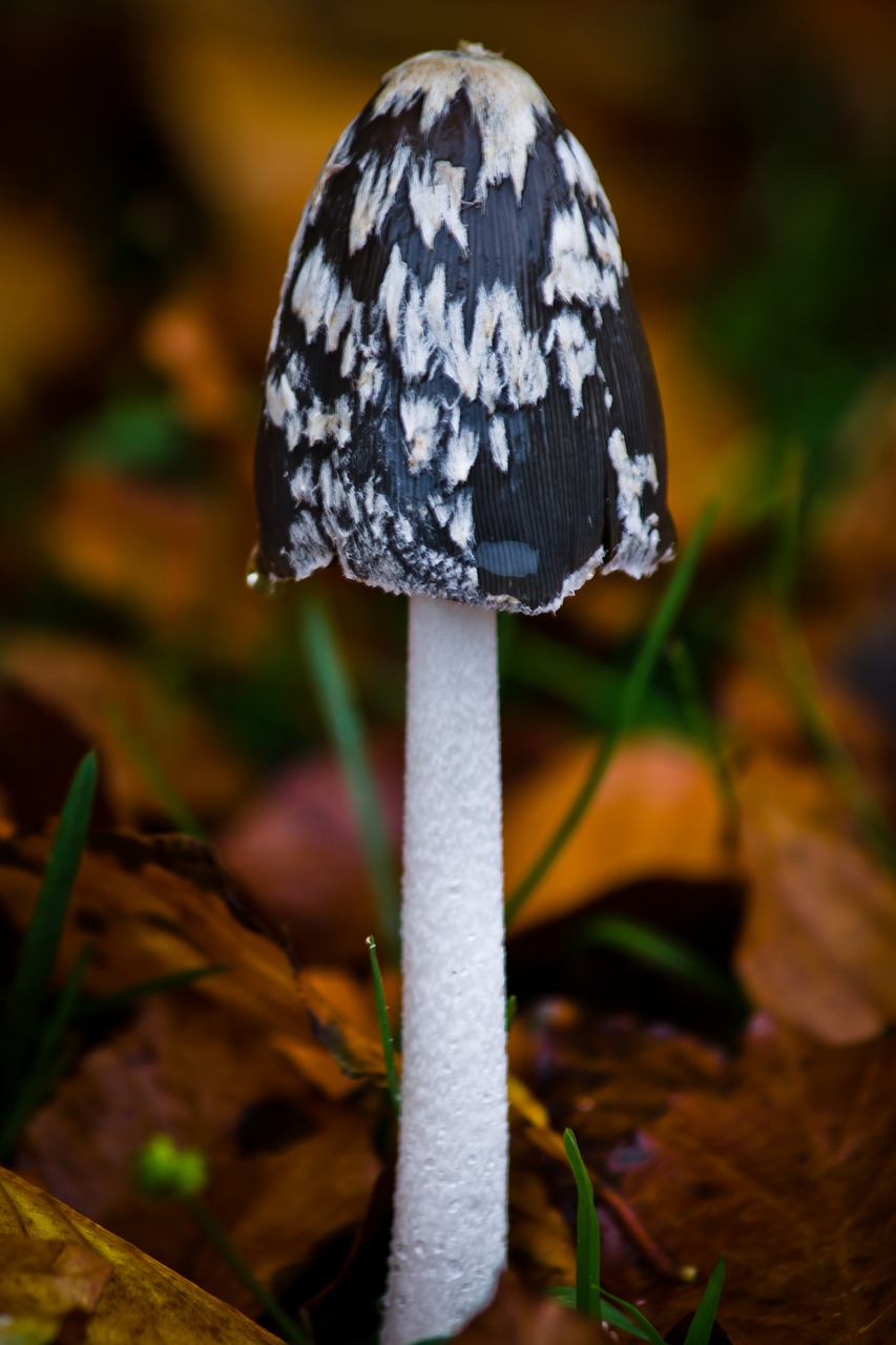 sponge forest floor autumn free photo