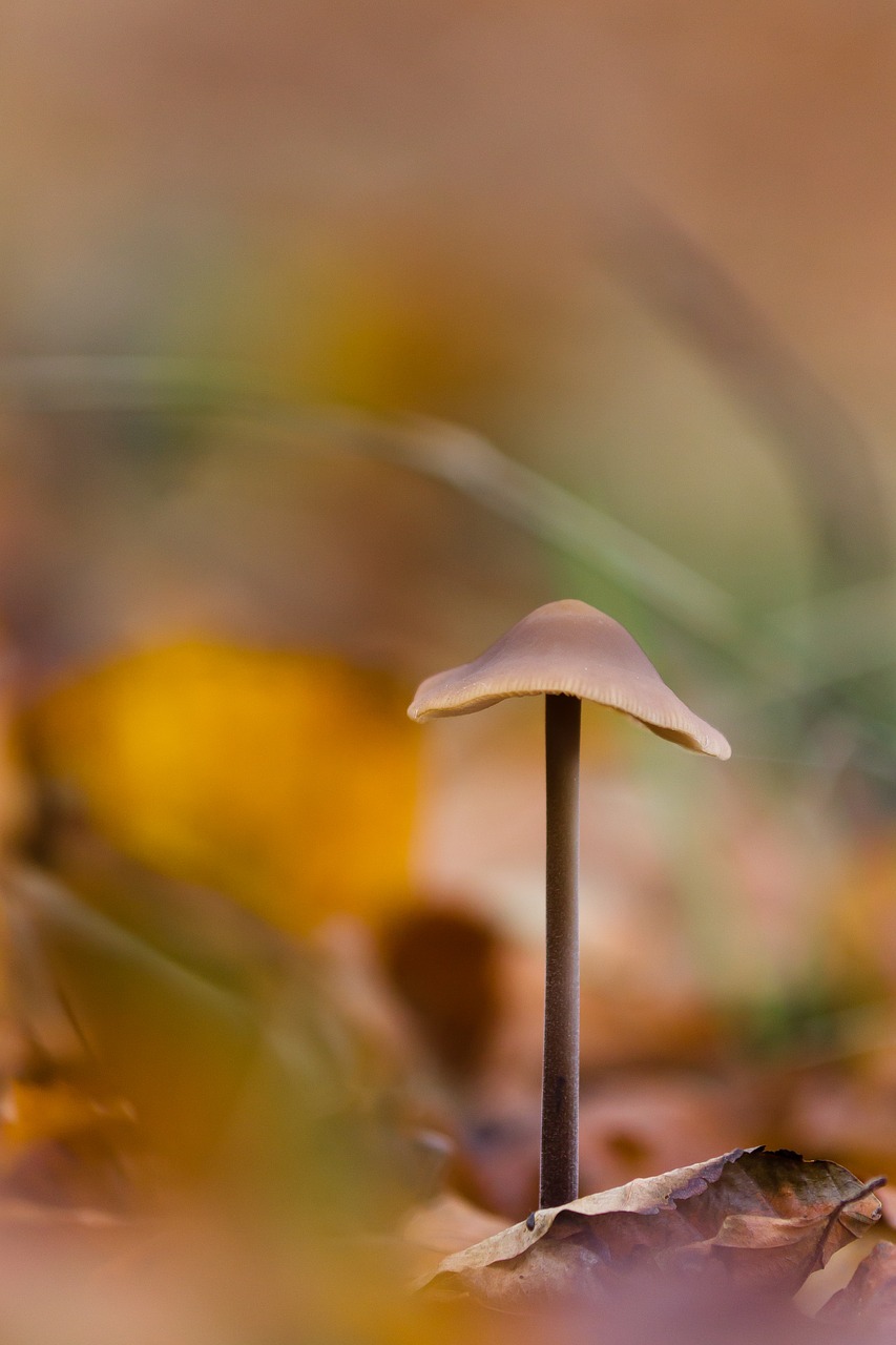 sponge forest floor autumn free photo