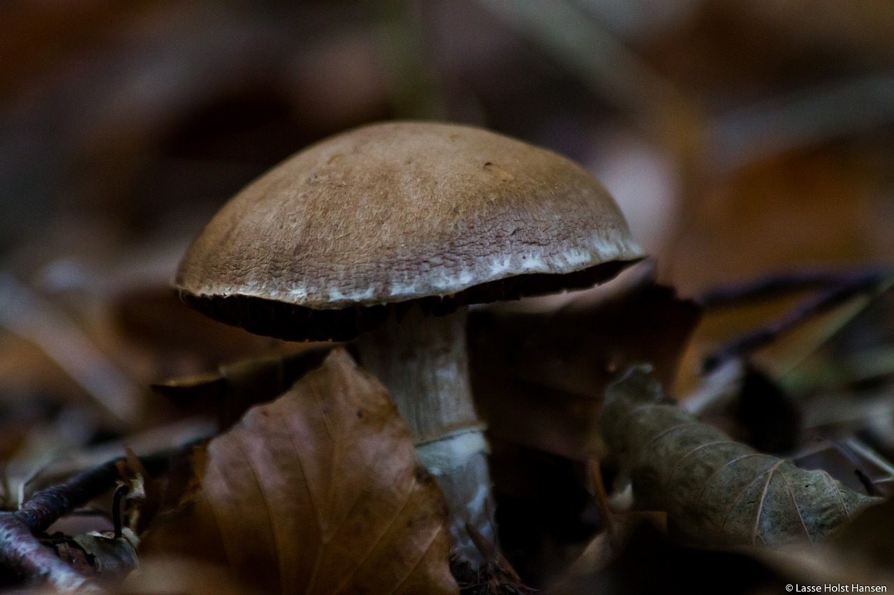 sponge forest floor autumn free photo