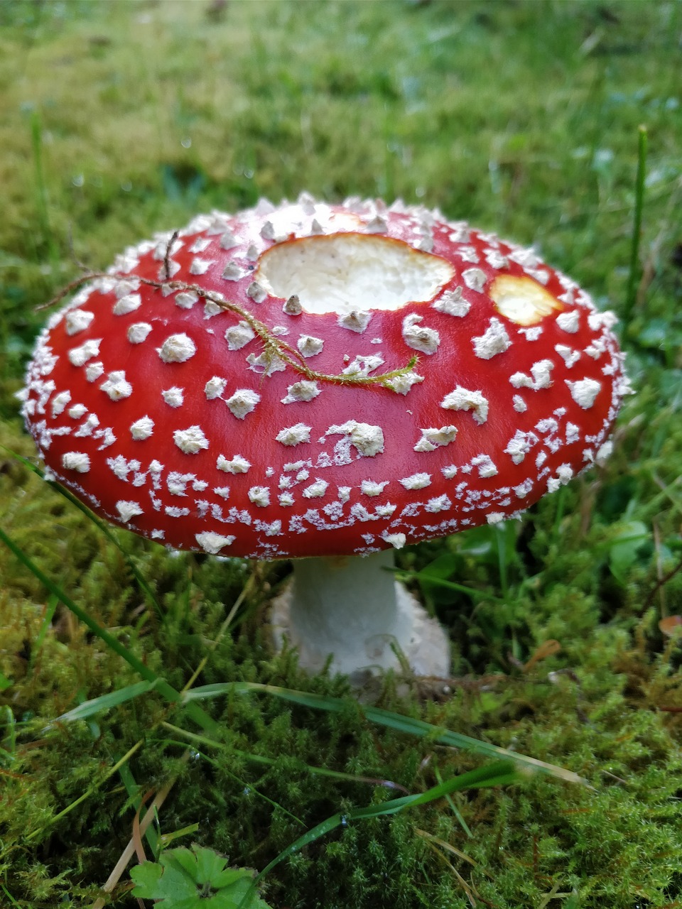 sponge red fly agaric free photo