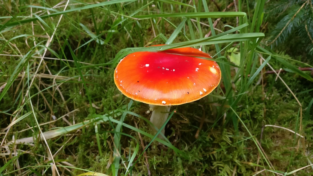 sponge red forest free photo